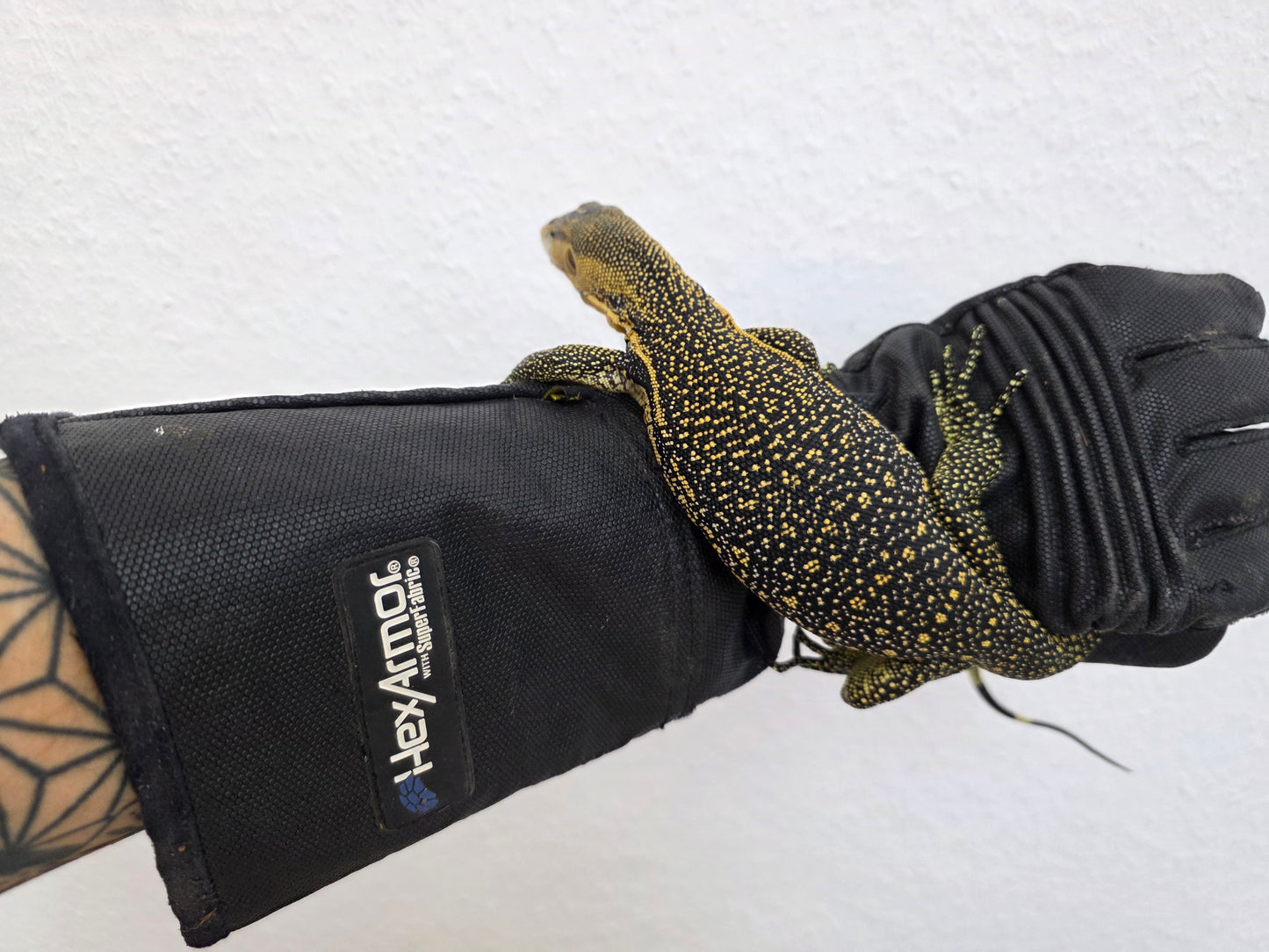Bindenwaran / Varanus salvator