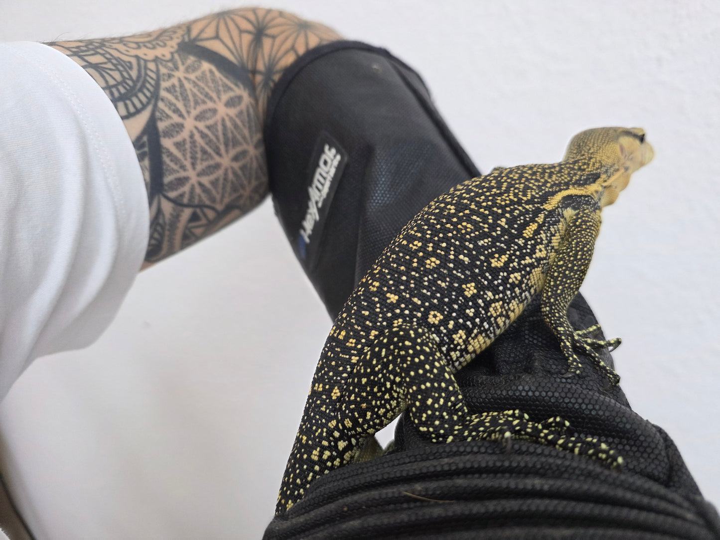 Bindenwaran / Varanus salvator