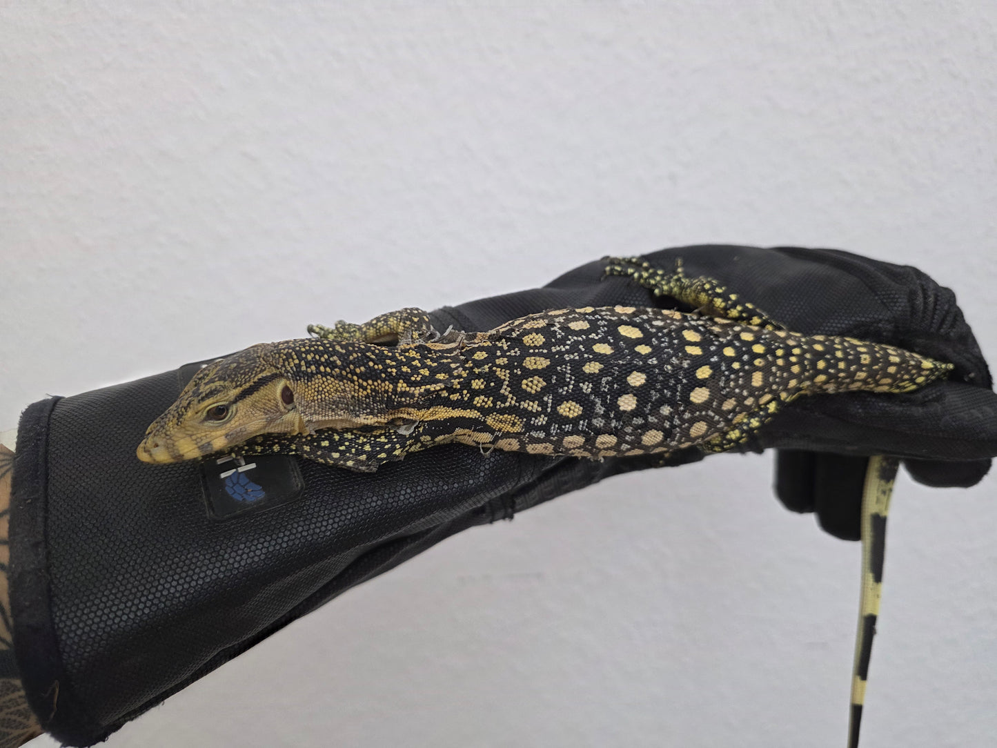 Bindenwaran / Varanus salvator