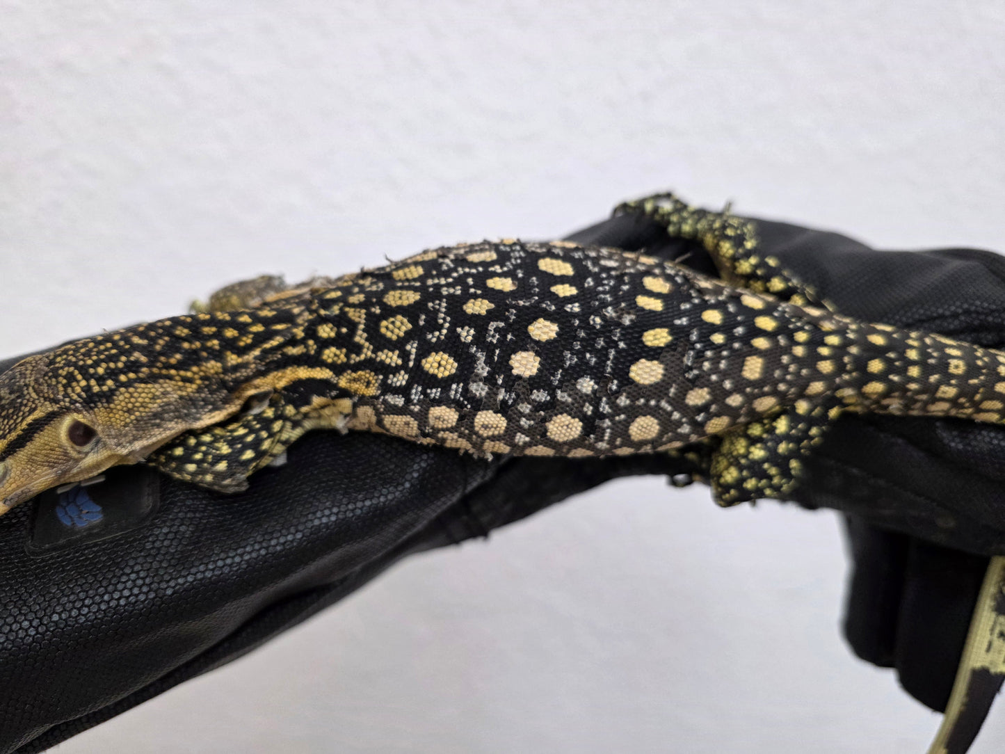 Bindenwaran / Varanus salvator