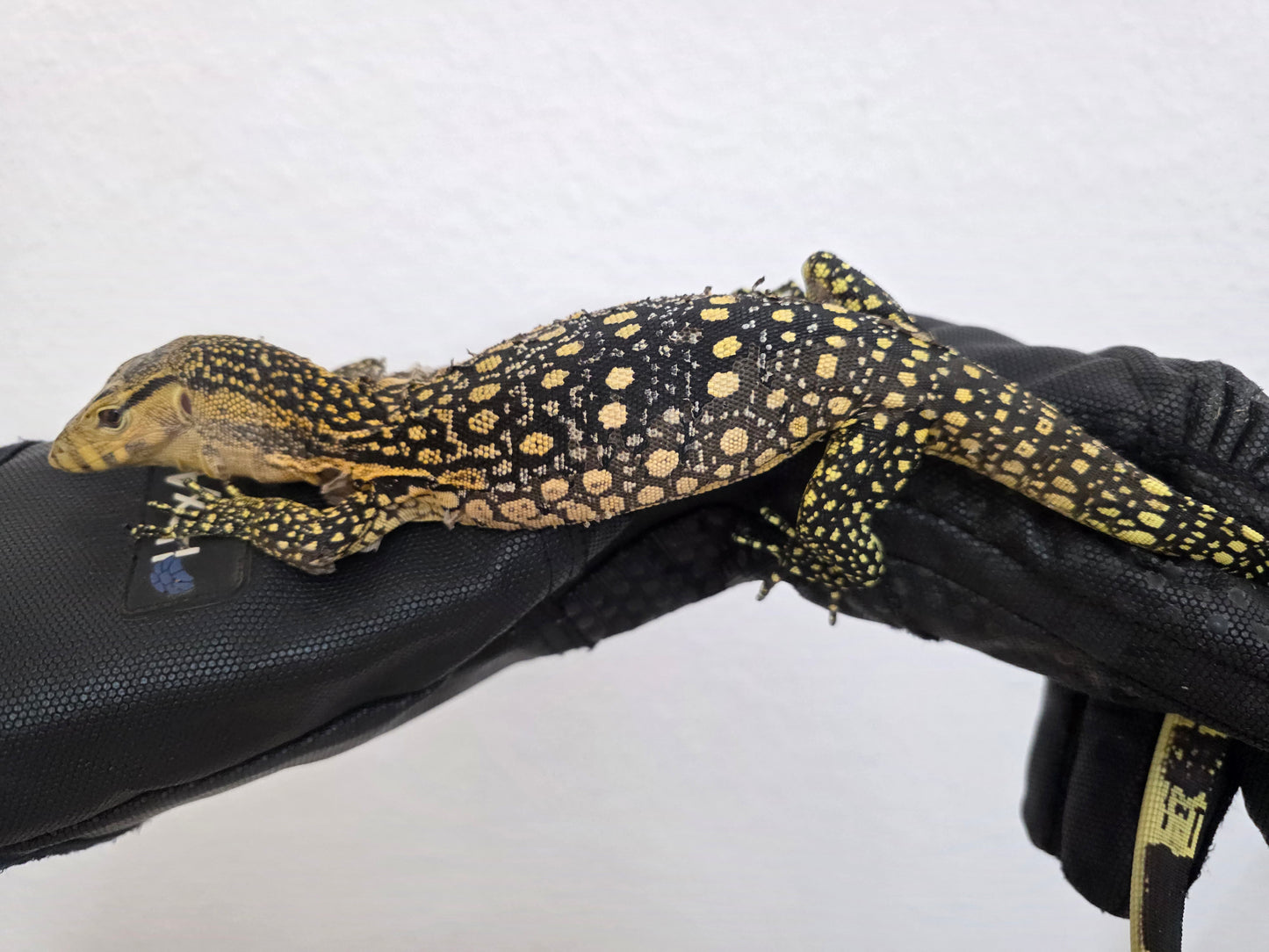 Bindenwaran / Varanus salvator