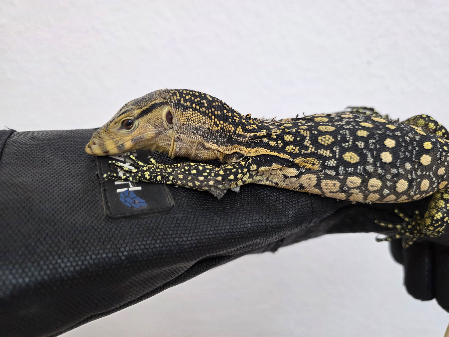 Bindenwaran / Varanus salvator
