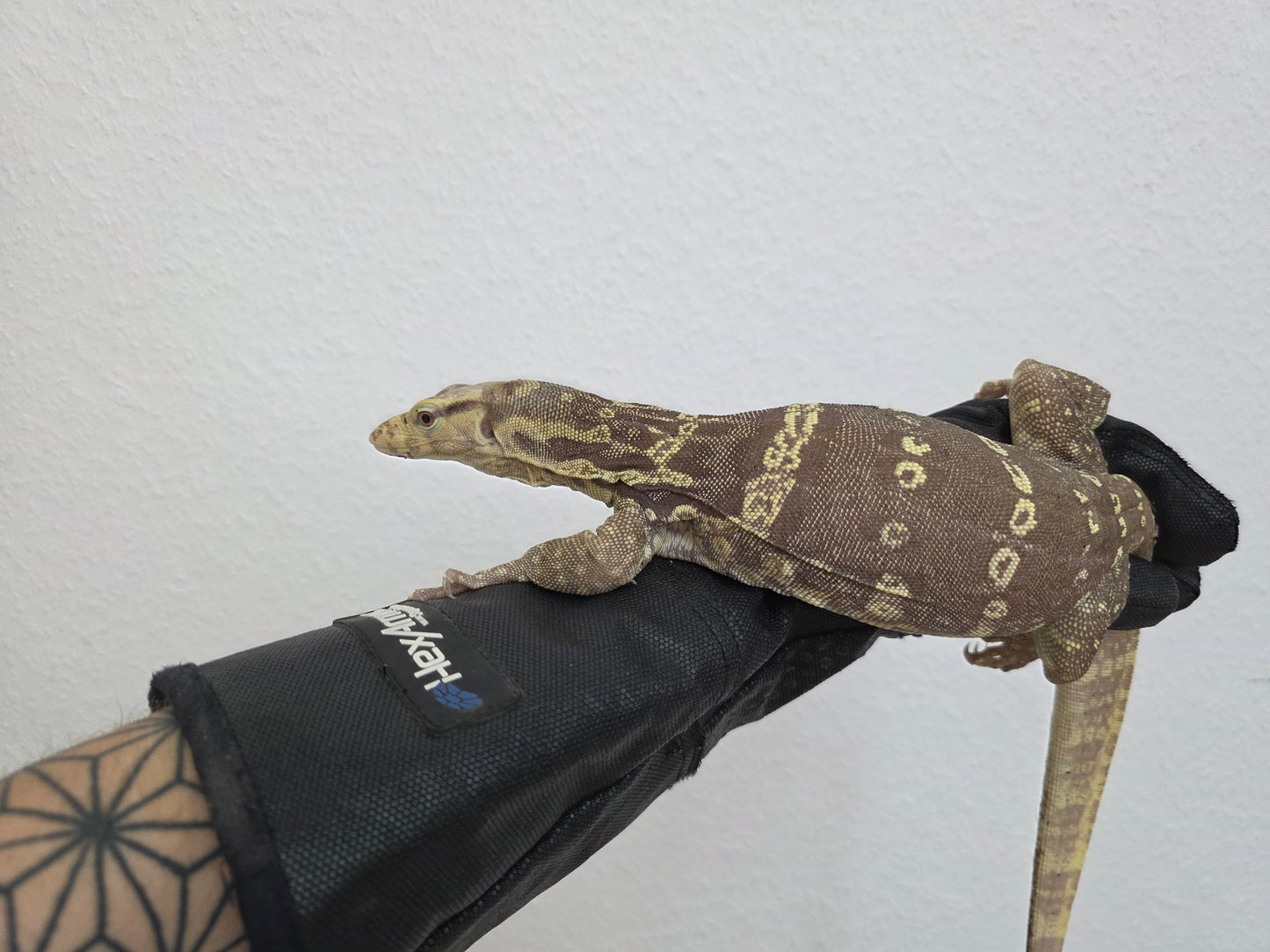Bindenwaran / Varanus salvator