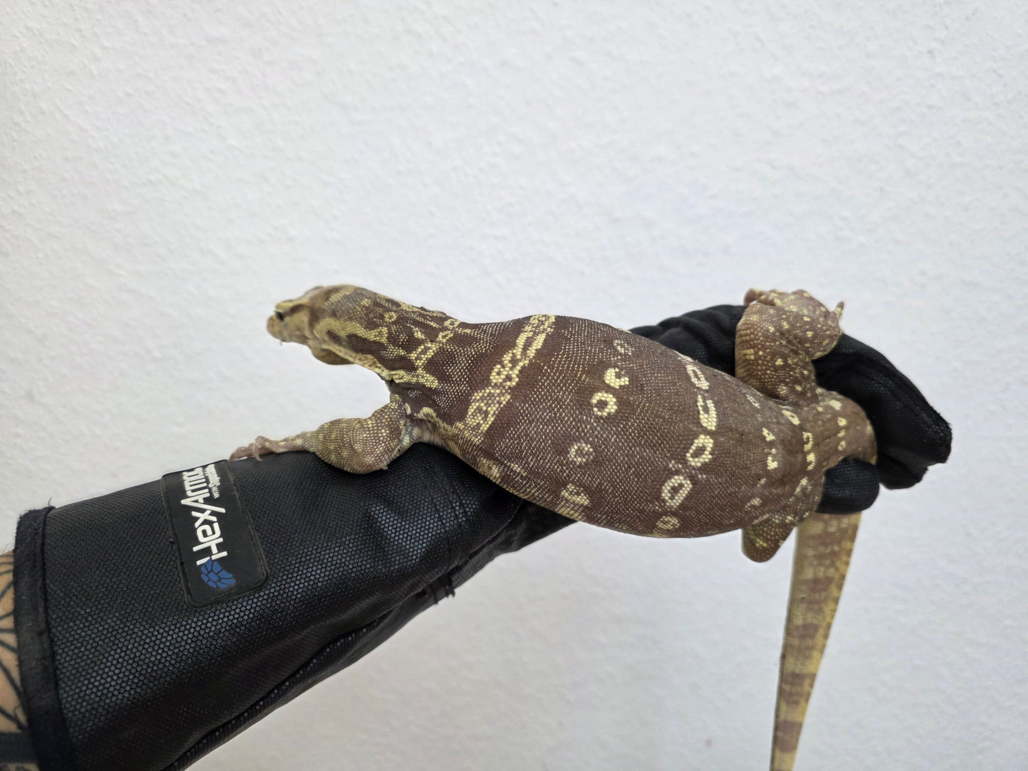 Bindenwaran / Varanus salvator