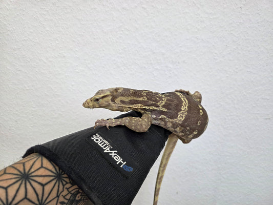 Bindenwaran / Varanus salvator