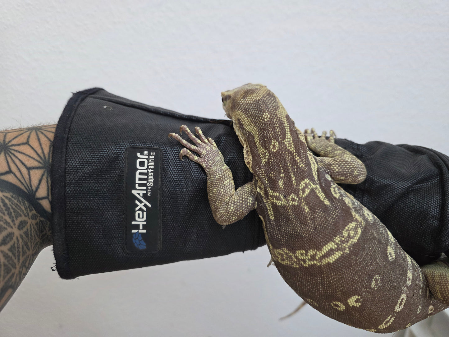 Bindenwaran / Varanus salvator