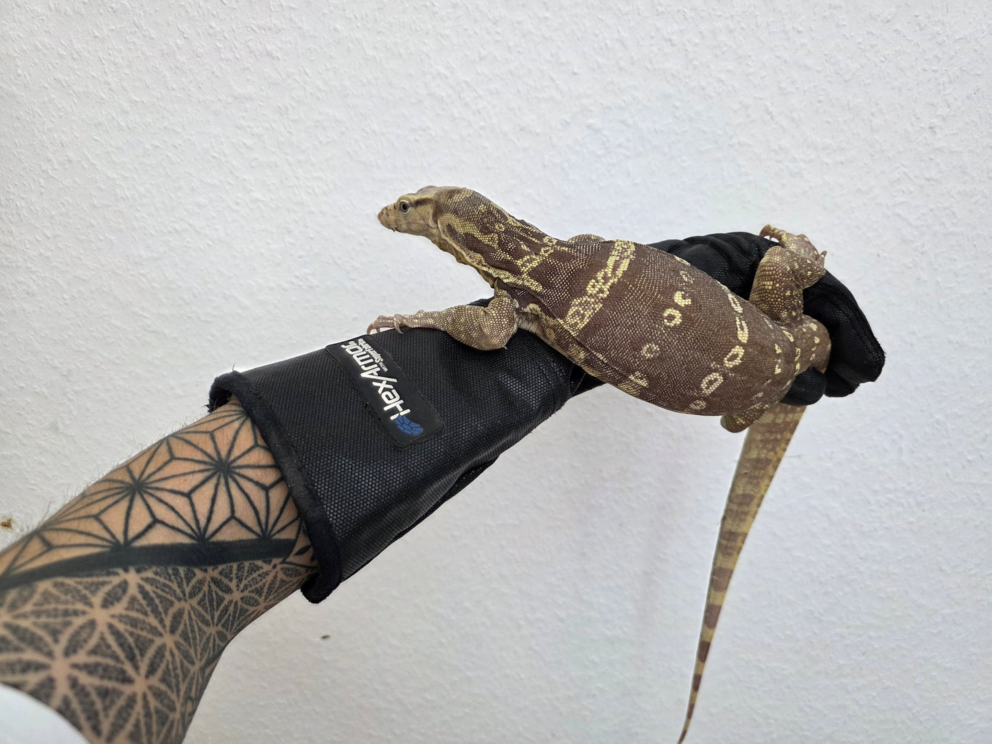 Bindenwaran / Varanus salvator