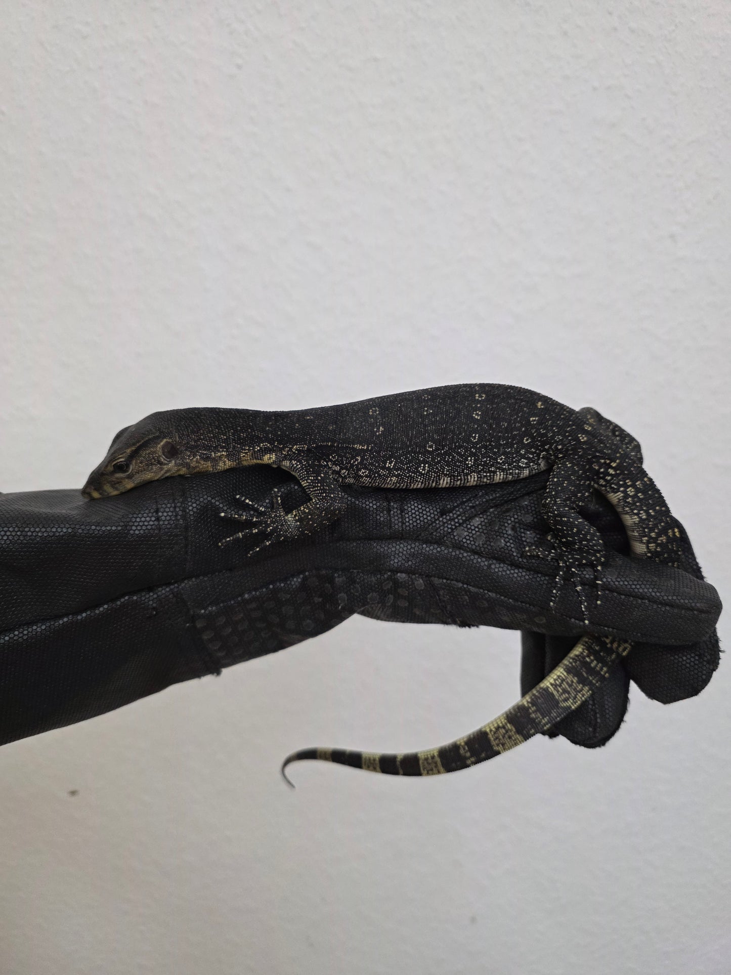 Bindenwaran / Varanus salvator