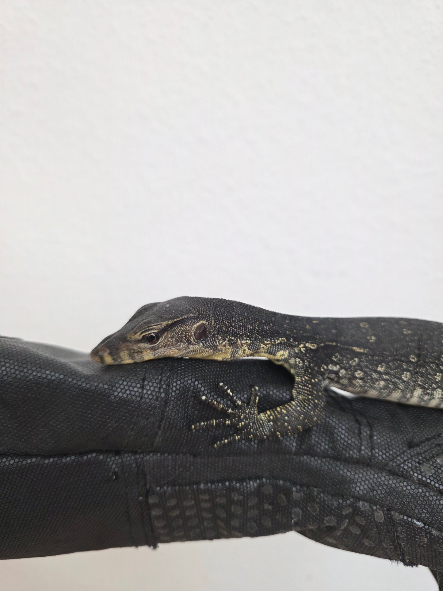 Bindenwaran / Varanus salvator