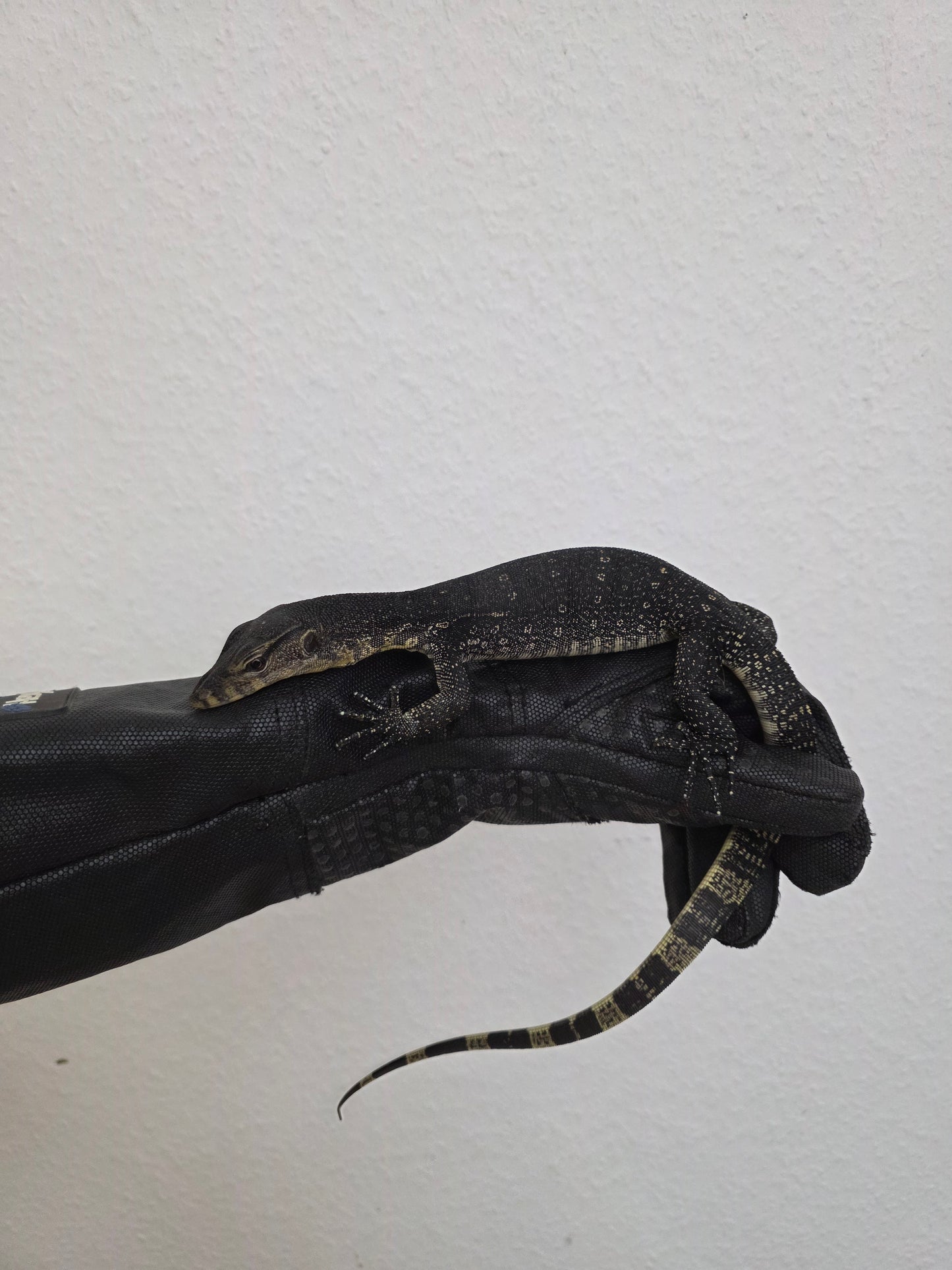 Bindenwaran / Varanus salvator