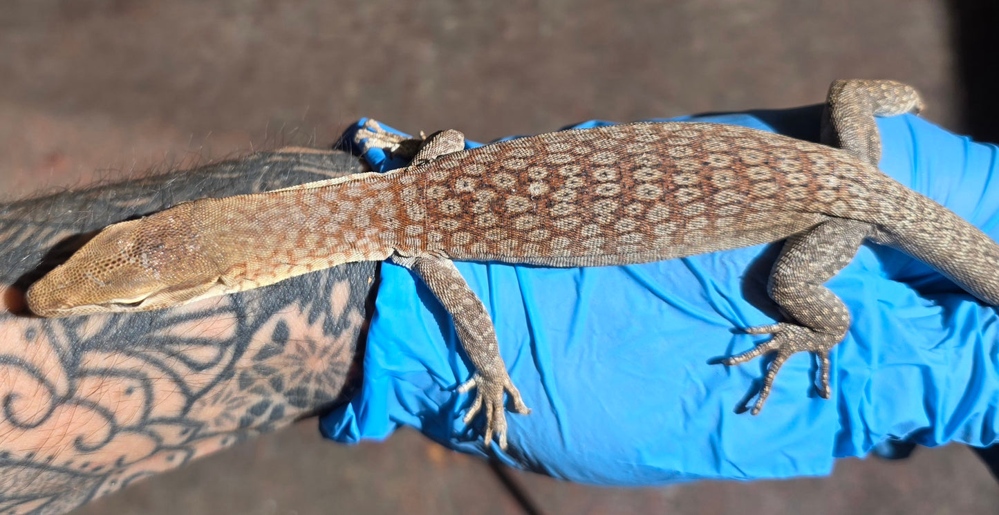 Trauerwaran / Varanus tristis orientalis