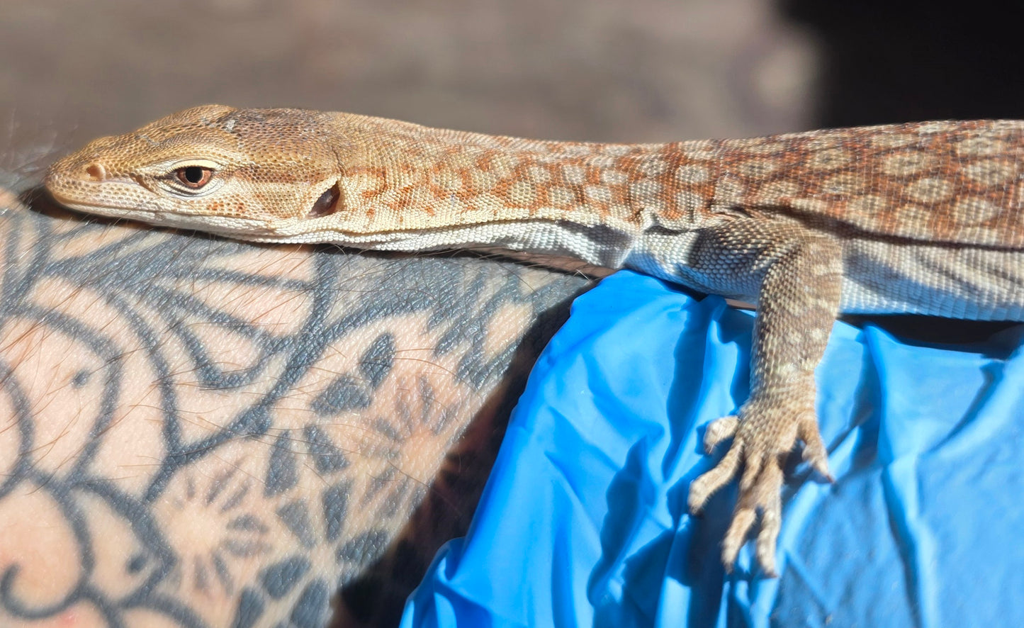 Trauerwaran / Varanus tristis orientalis