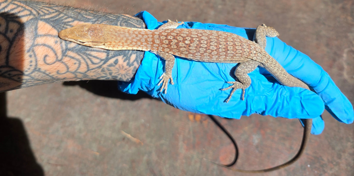 Trauerwaran / Varanus tristis orientalis