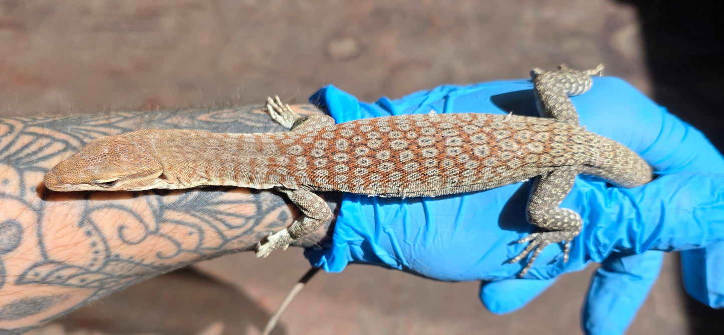 Trauerwaran / Varanus tristis orientalis