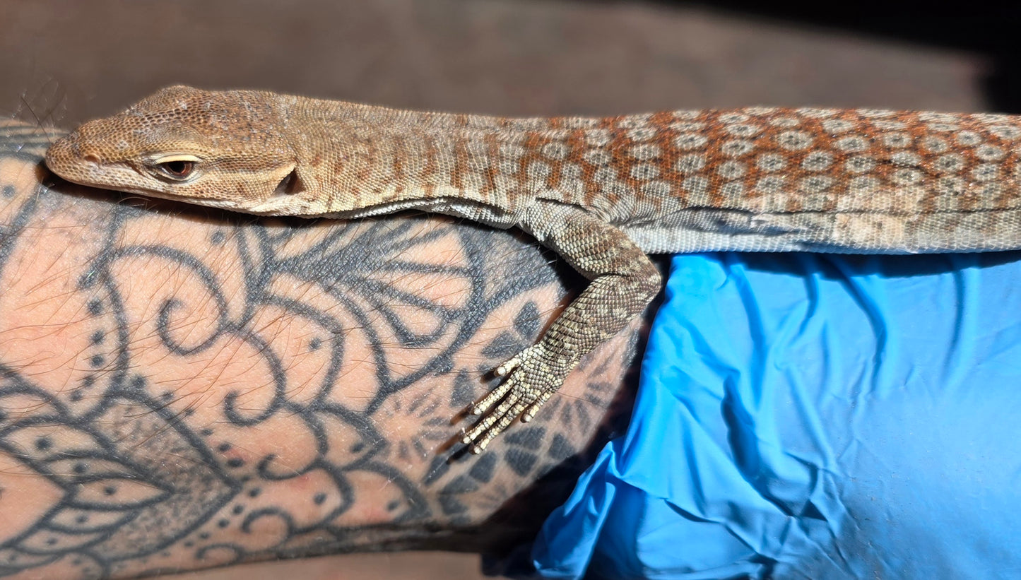 Trauerwaran / Varanus tristis orientalis