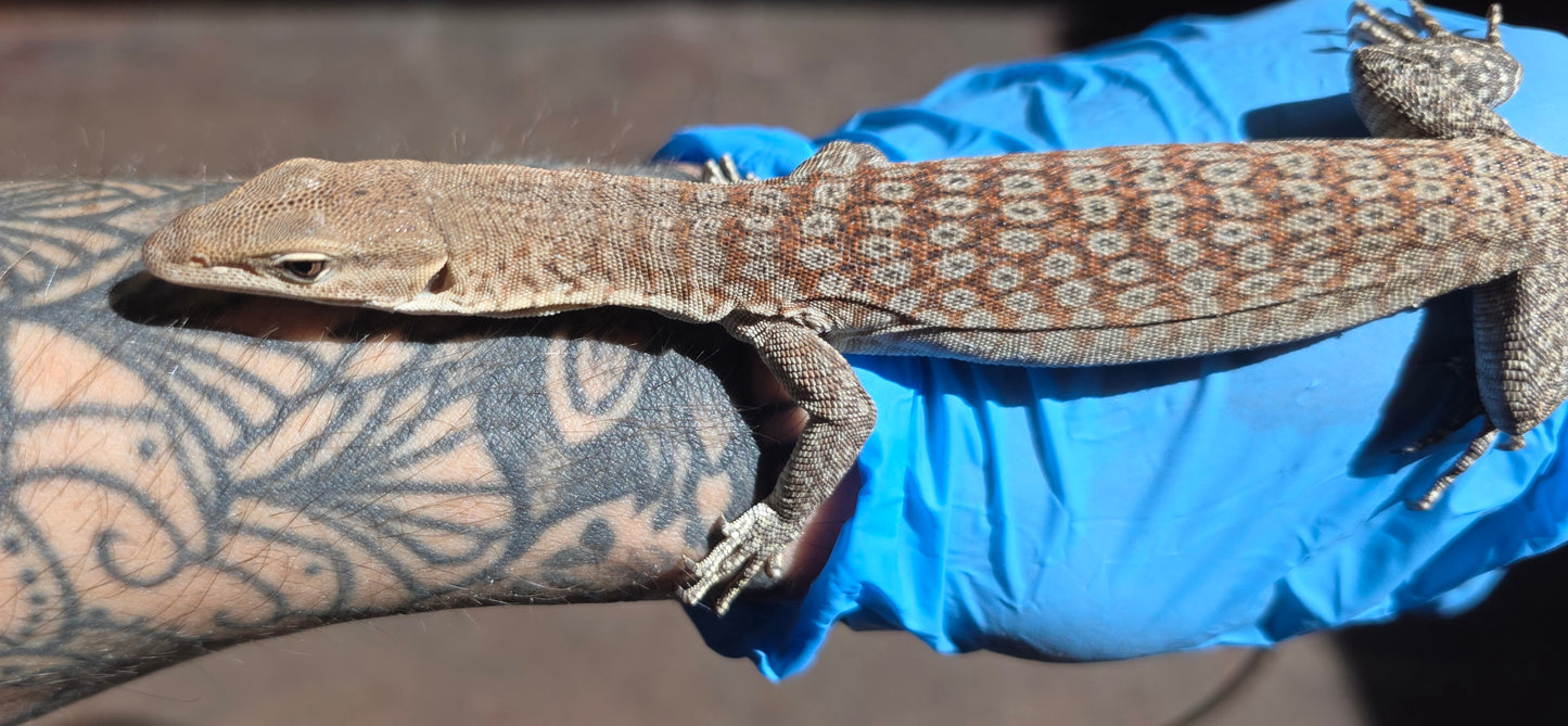 Trauerwaran / Varanus tristis orientalis