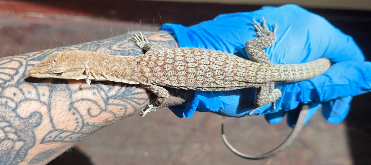 Trauerwaran / Varanus tristis orientalis