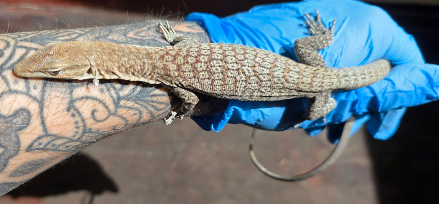 Trauerwaran / Varanus tristis orientalis