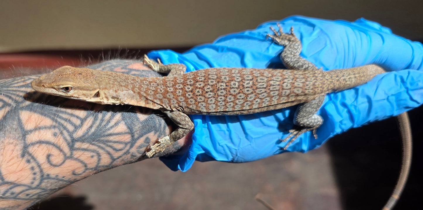 Trauerwaran / Varanus tristis orientalis