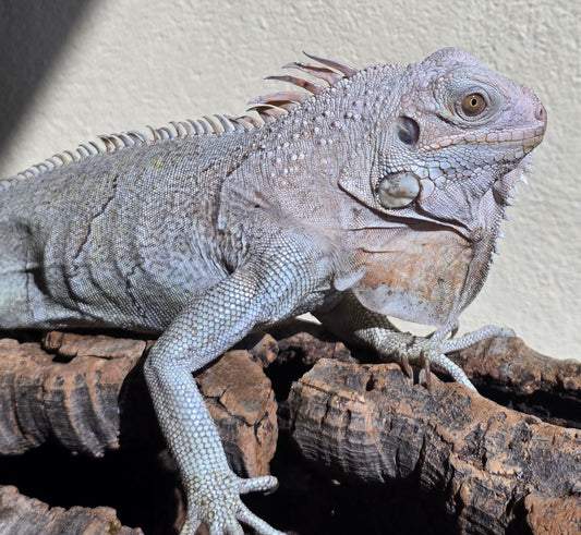 Grüner Leguan / Iguana iguana
