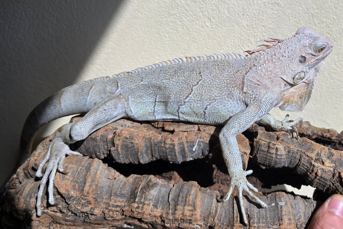 Grüner Leguan / Iguana iguana
