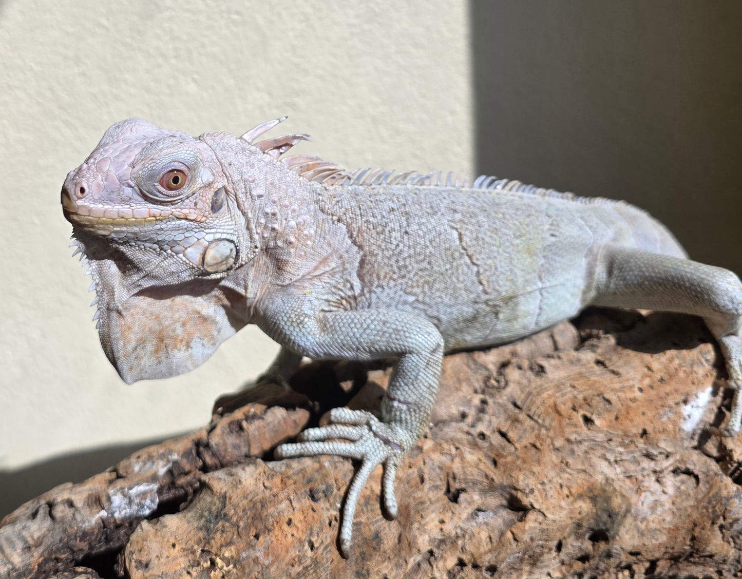 Grüner Leguan / Iguana iguana