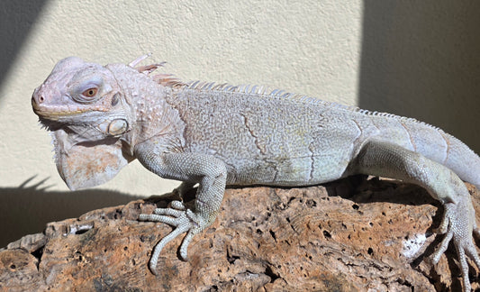 Grüner Leguan / Iguana iguana