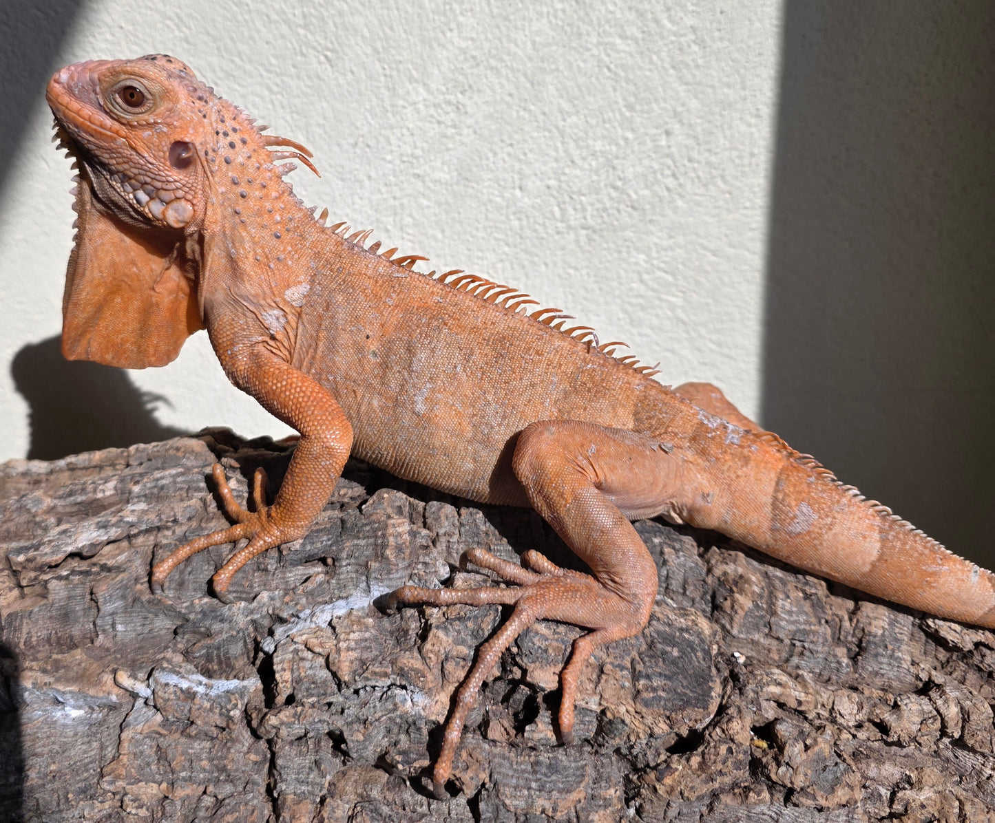 Grüner Leguan / Iguana iguana