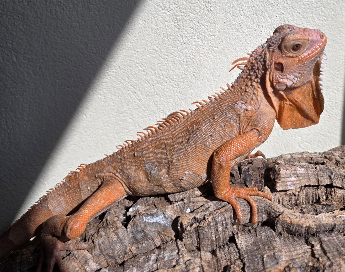 Grüner Leguan / Iguana iguana