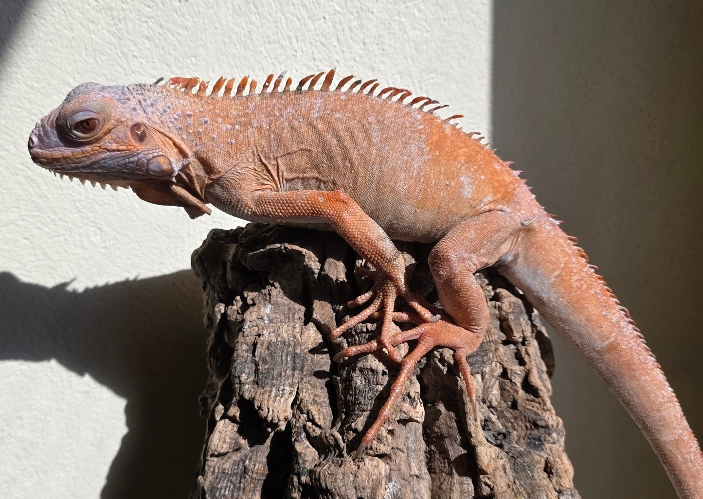 Grüner Leguan / Iguana iguana