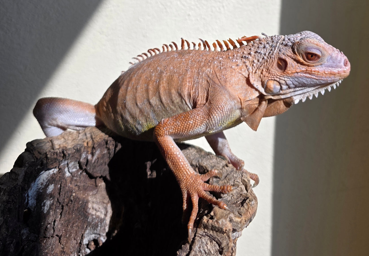 Grüner Leguan / Iguana iguana