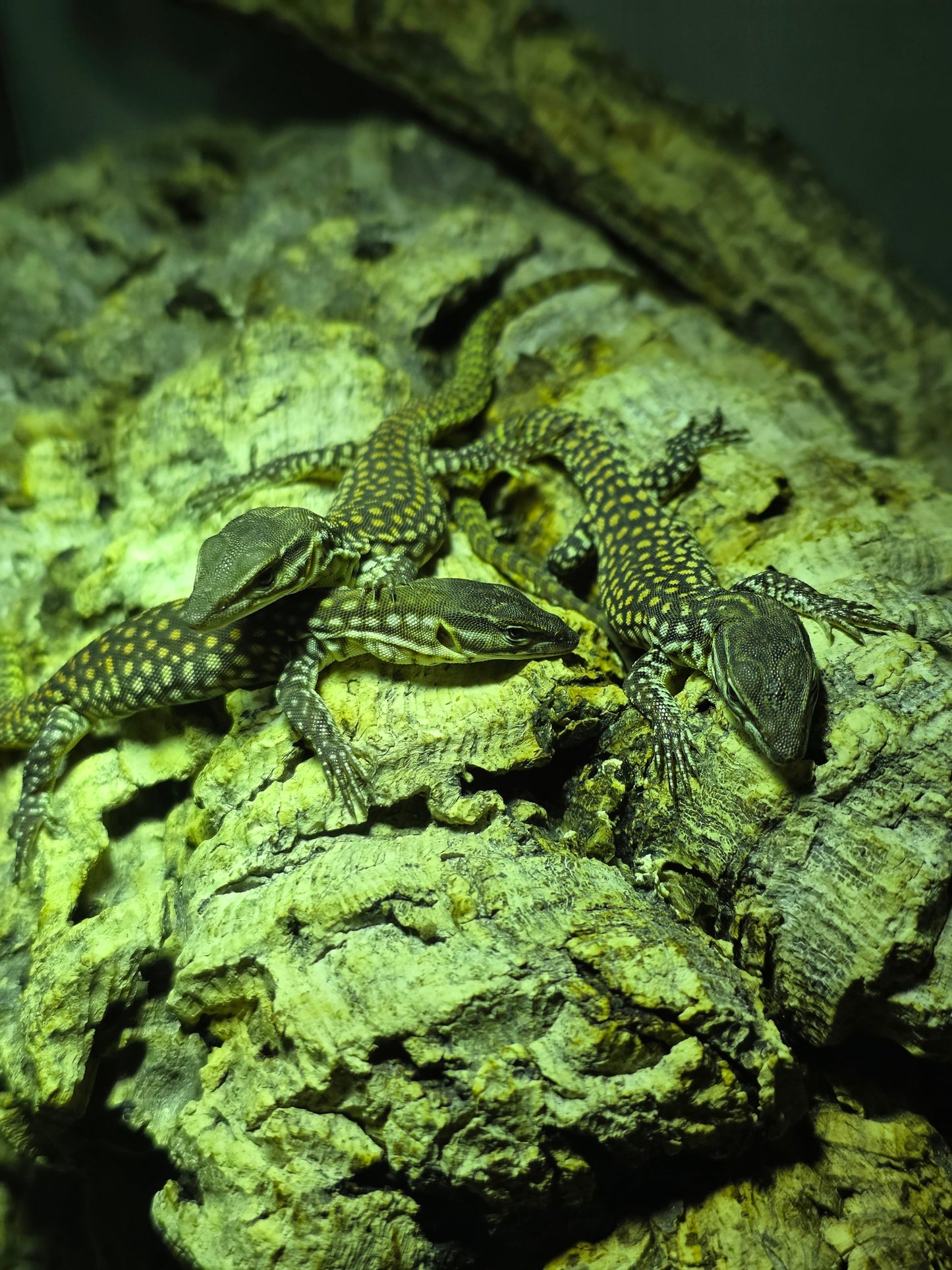 Stachelschwanzwaran / Varanus acanthurus