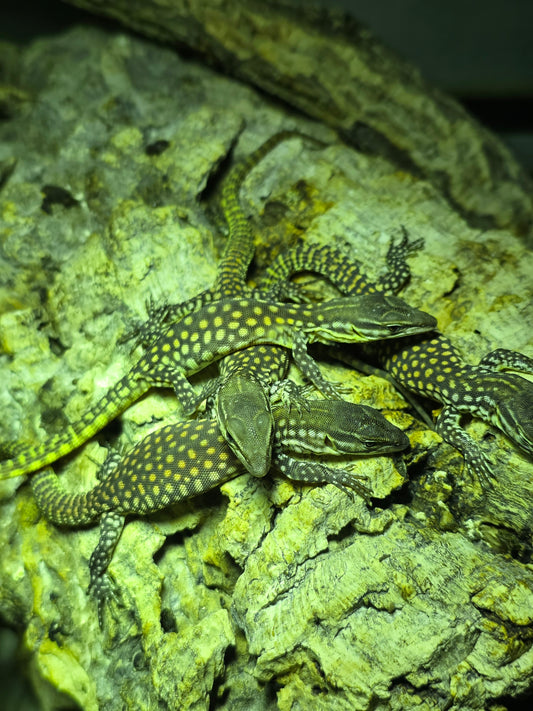 Stachelschwanzwaran / Varanus acanthurus