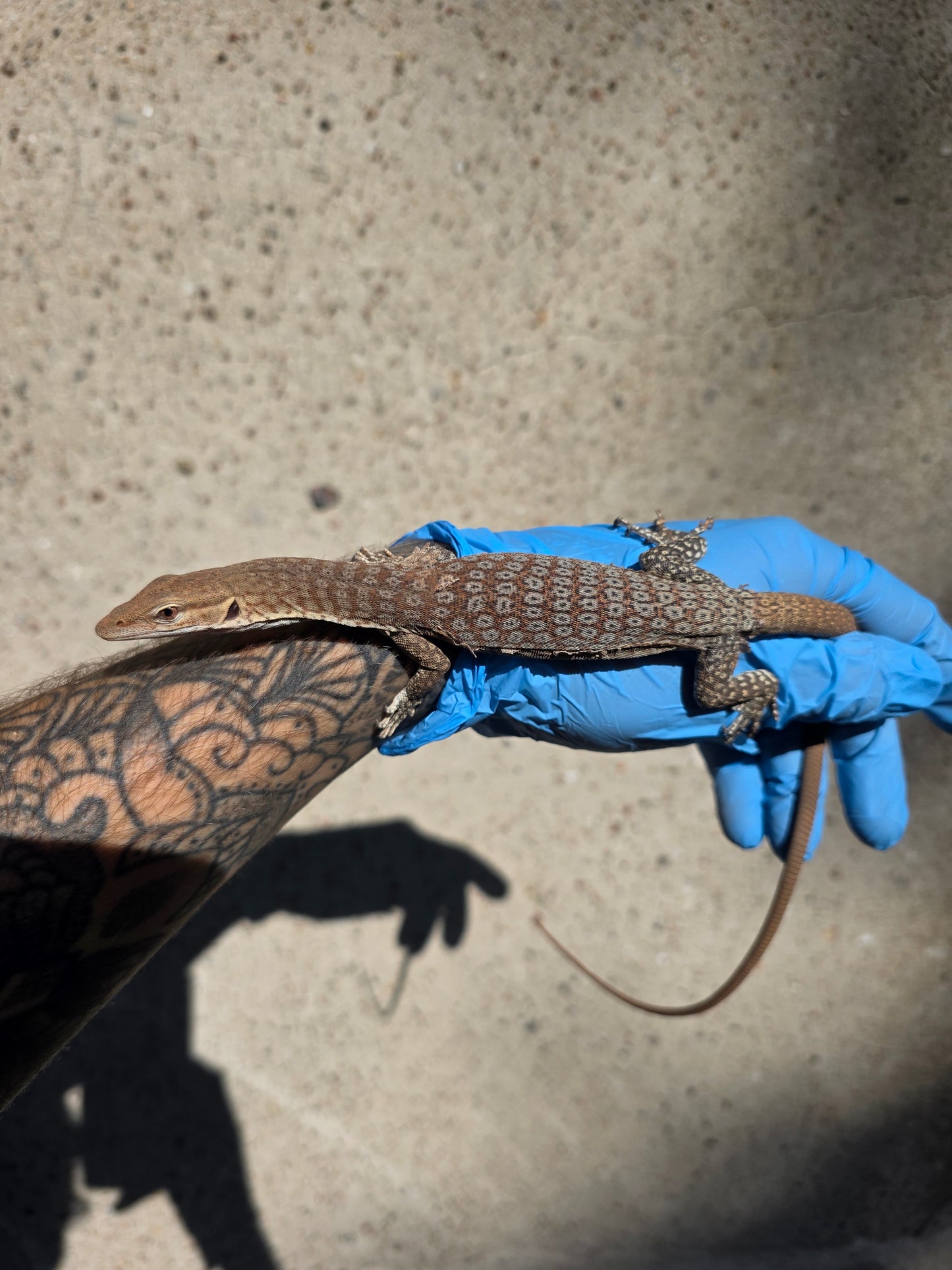 Trauerwaran / Varanus tristis orientalis
