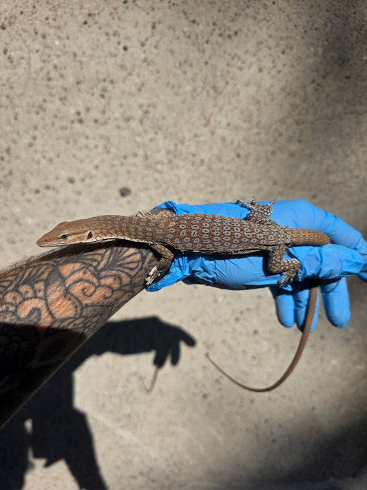 Trauerwaran / Varanus tristis orientalis