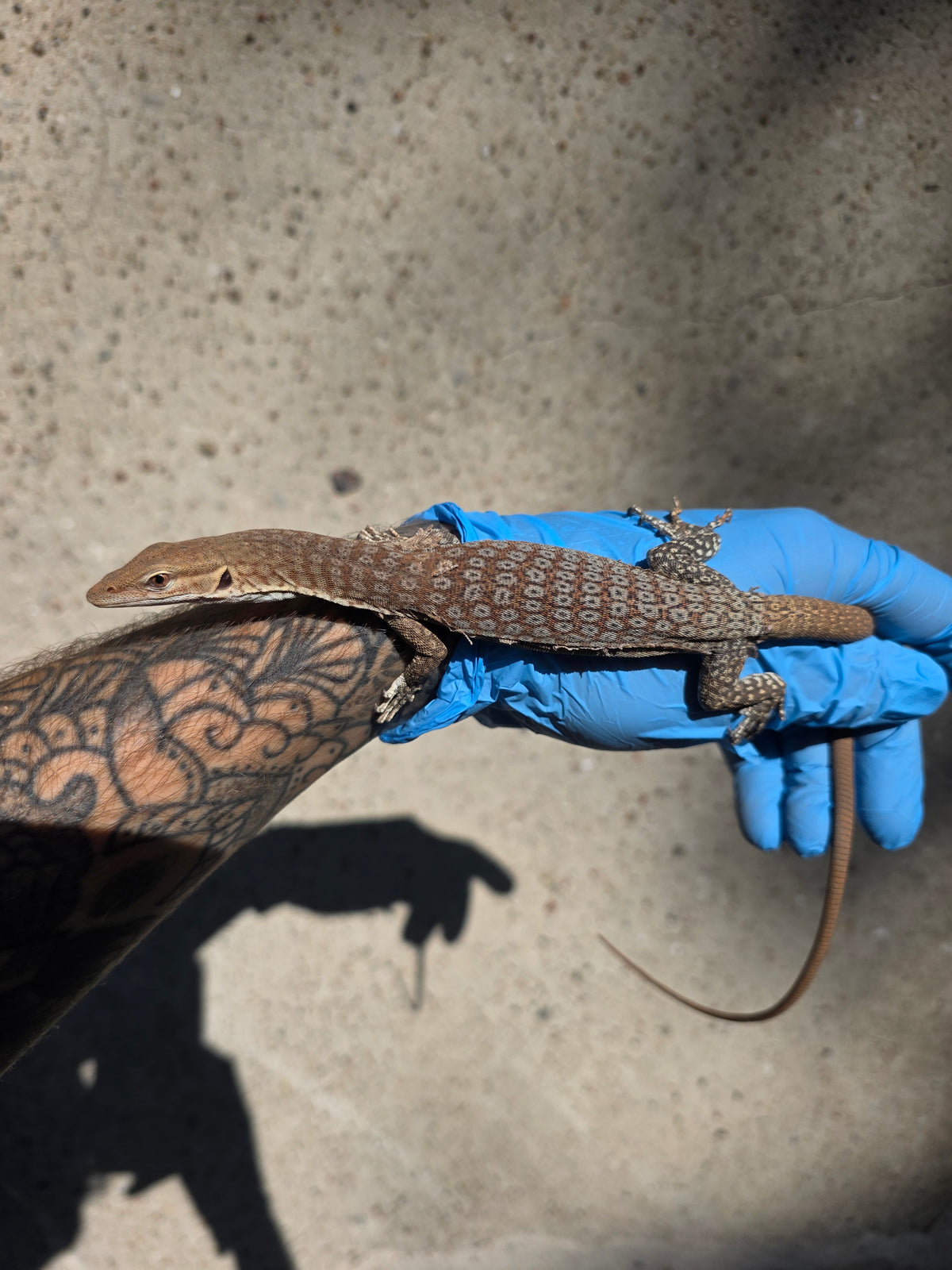 Trauerwaran / Varanus tristis orientalis
