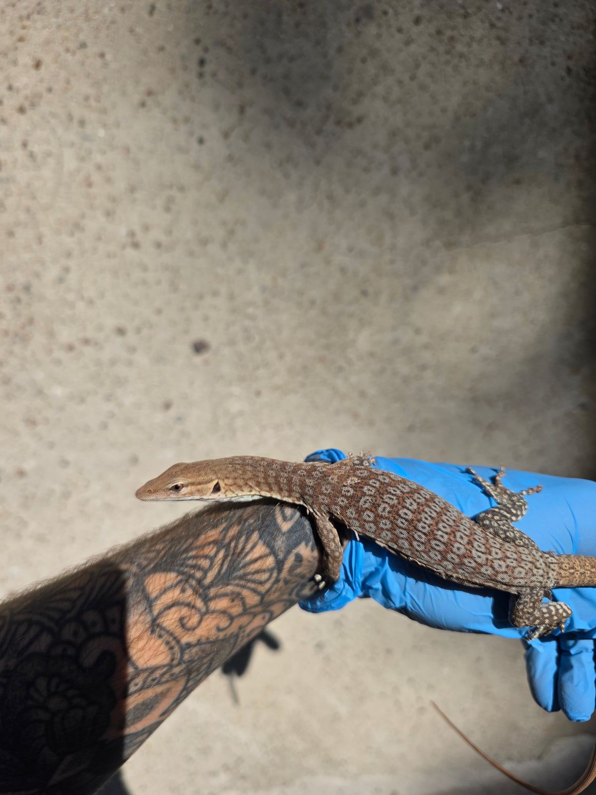 Trauerwaran / Varanus tristis orientalis