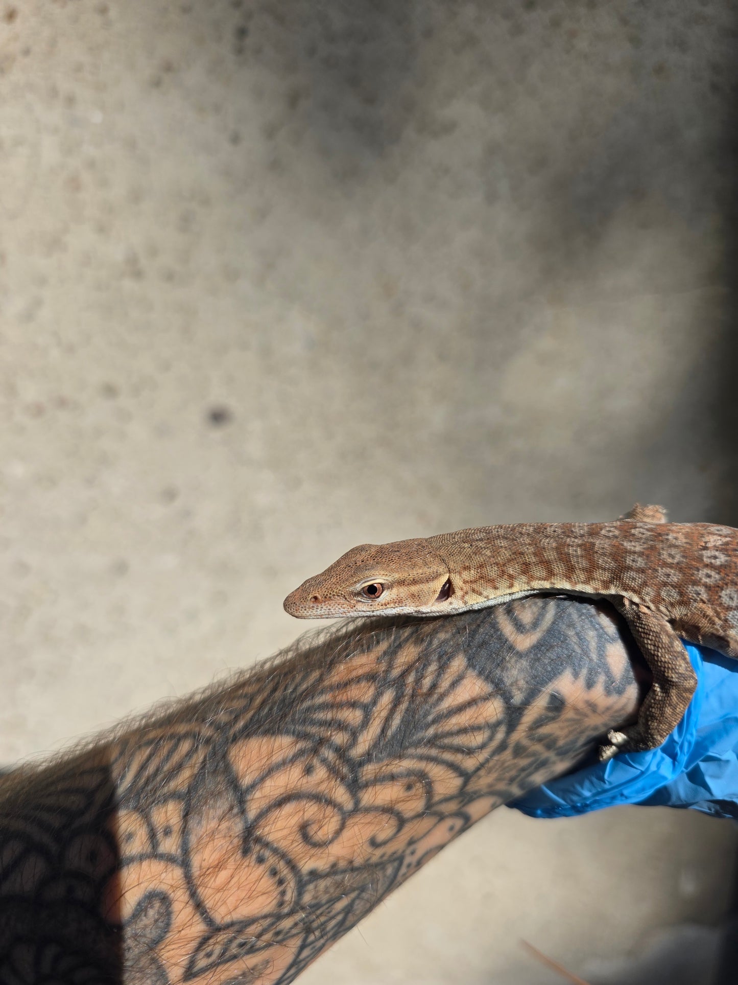 Trauerwaran / Varanus tristis orientalis