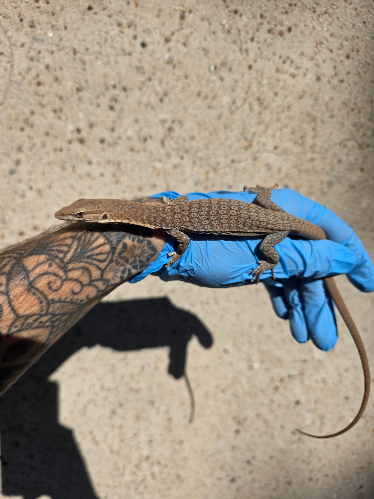 Trauerwaran / Varanus tristis orientalis
