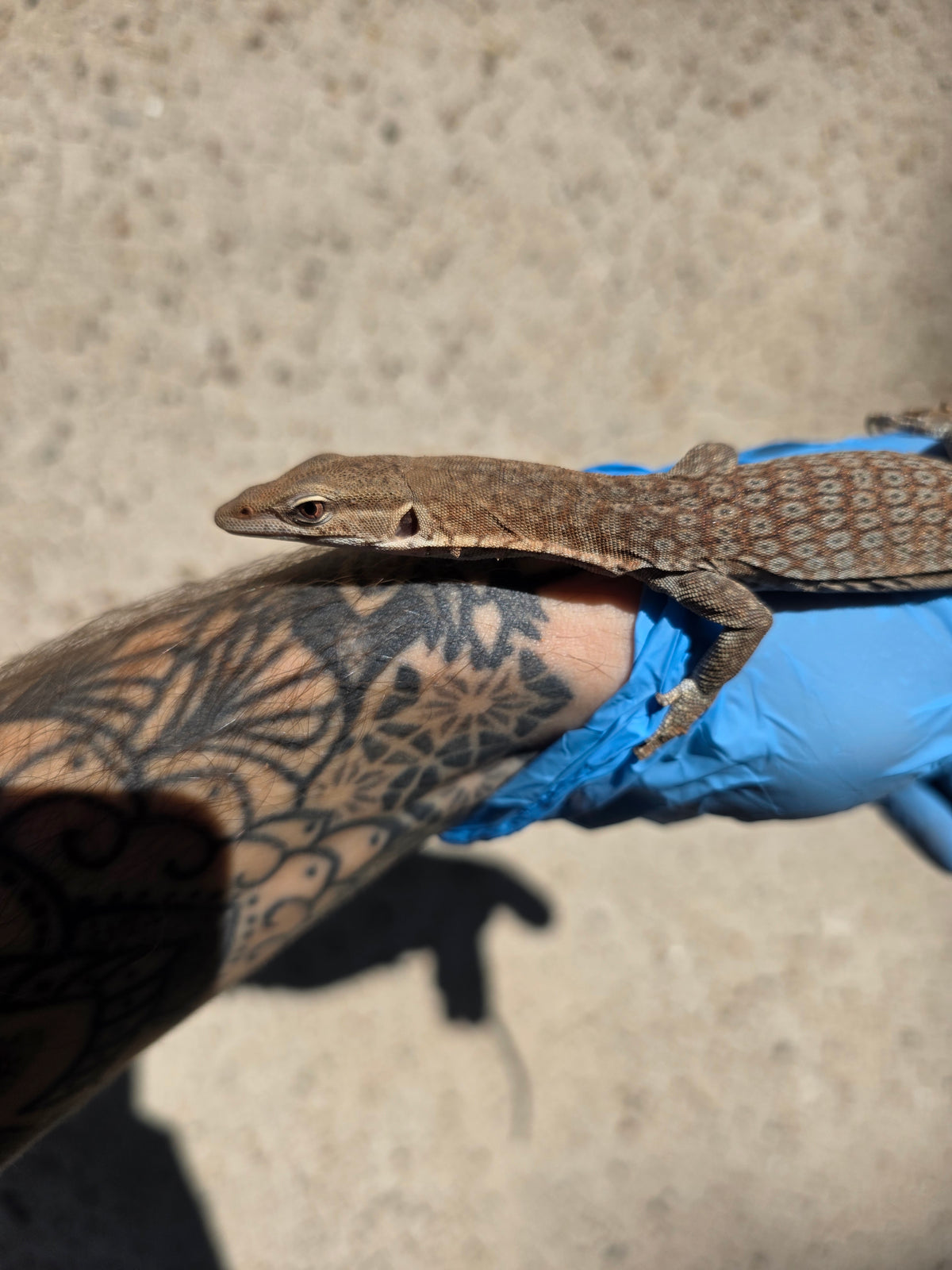 Trauerwaran / Varanus tristis orientalis