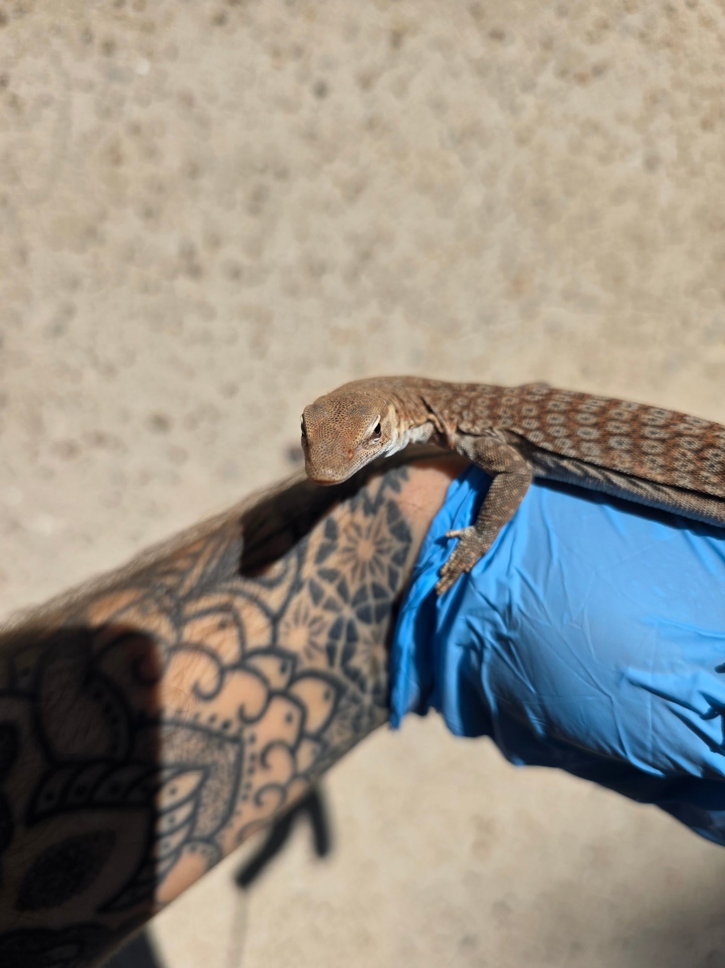 Trauerwaran / Varanus tristis orientalis