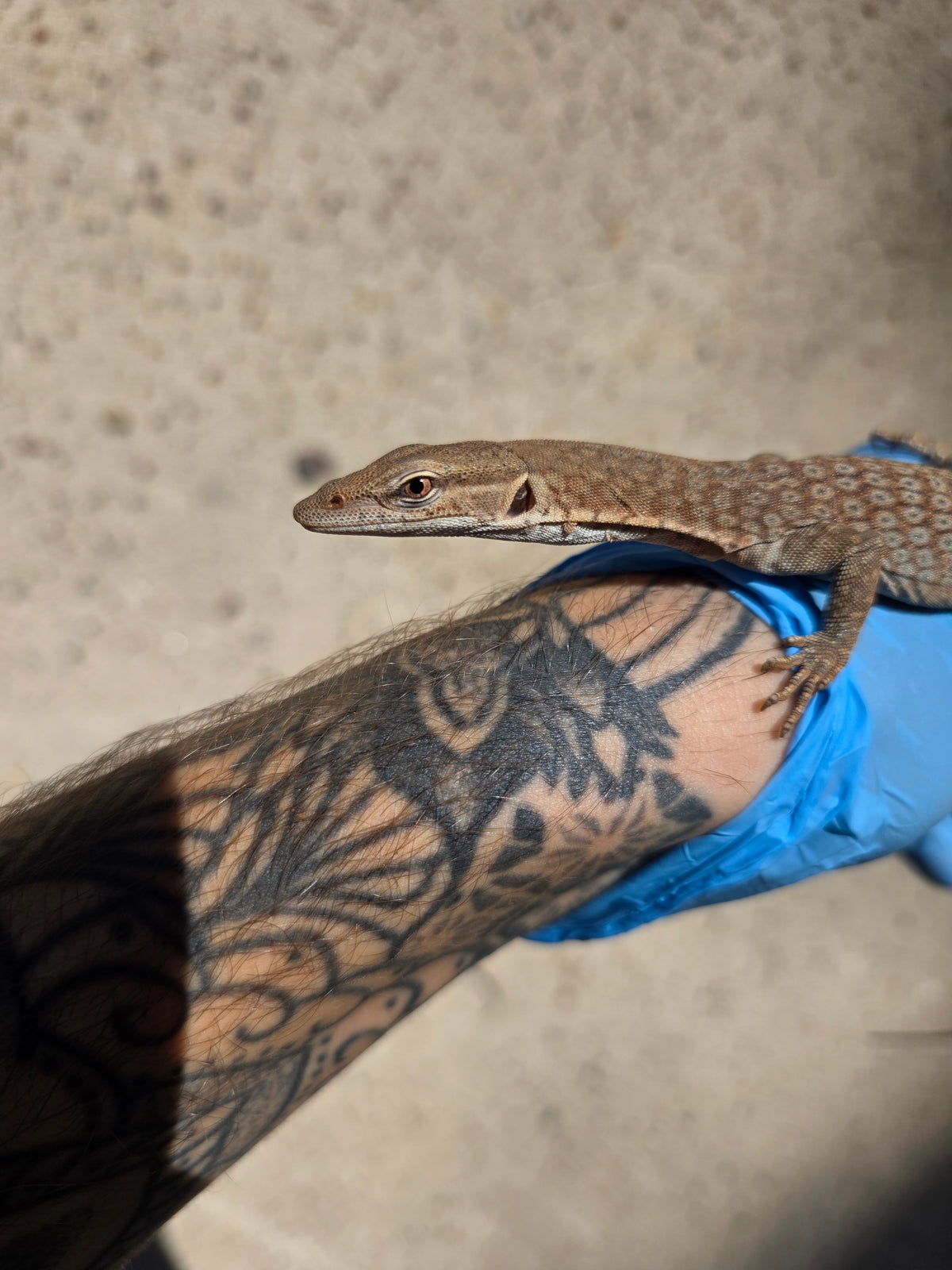 Trauerwaran / Varanus tristis orientalis