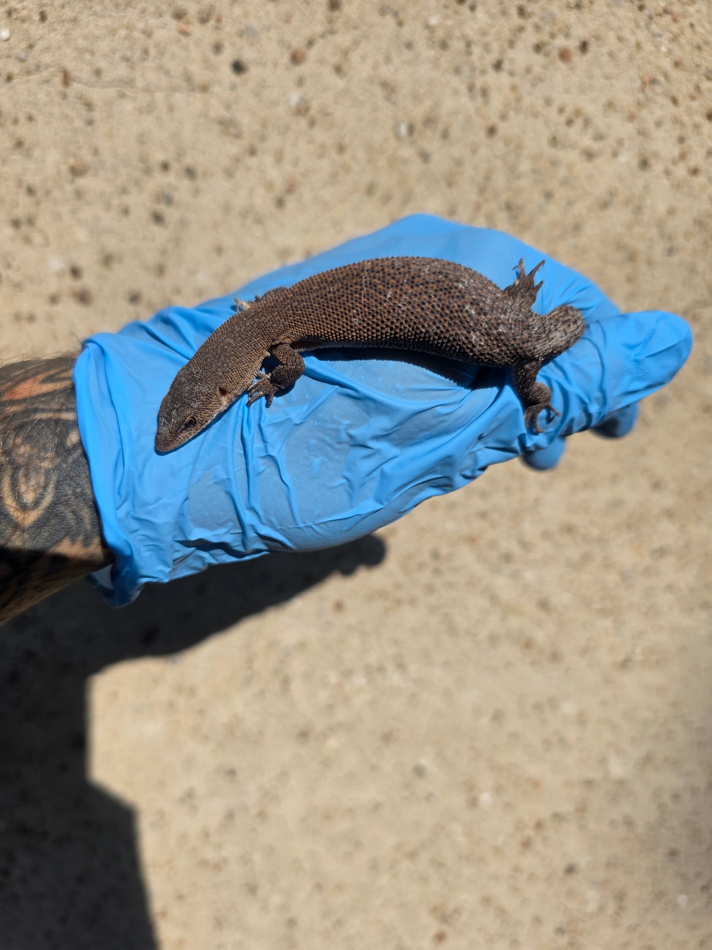 Primo Zwergwaran / Varanus primordius