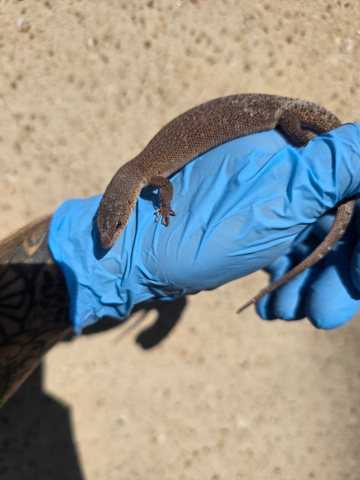 Primo Zwergwaran / Varanus primordius