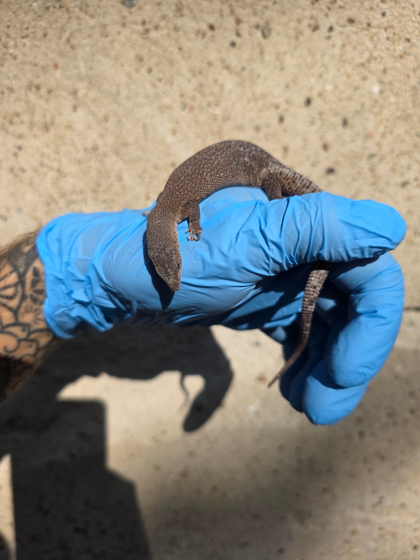 Primo Zwergwaran / Varanus primordius