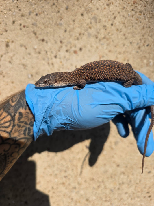 Primo Zwergwaran / Varanus primordius