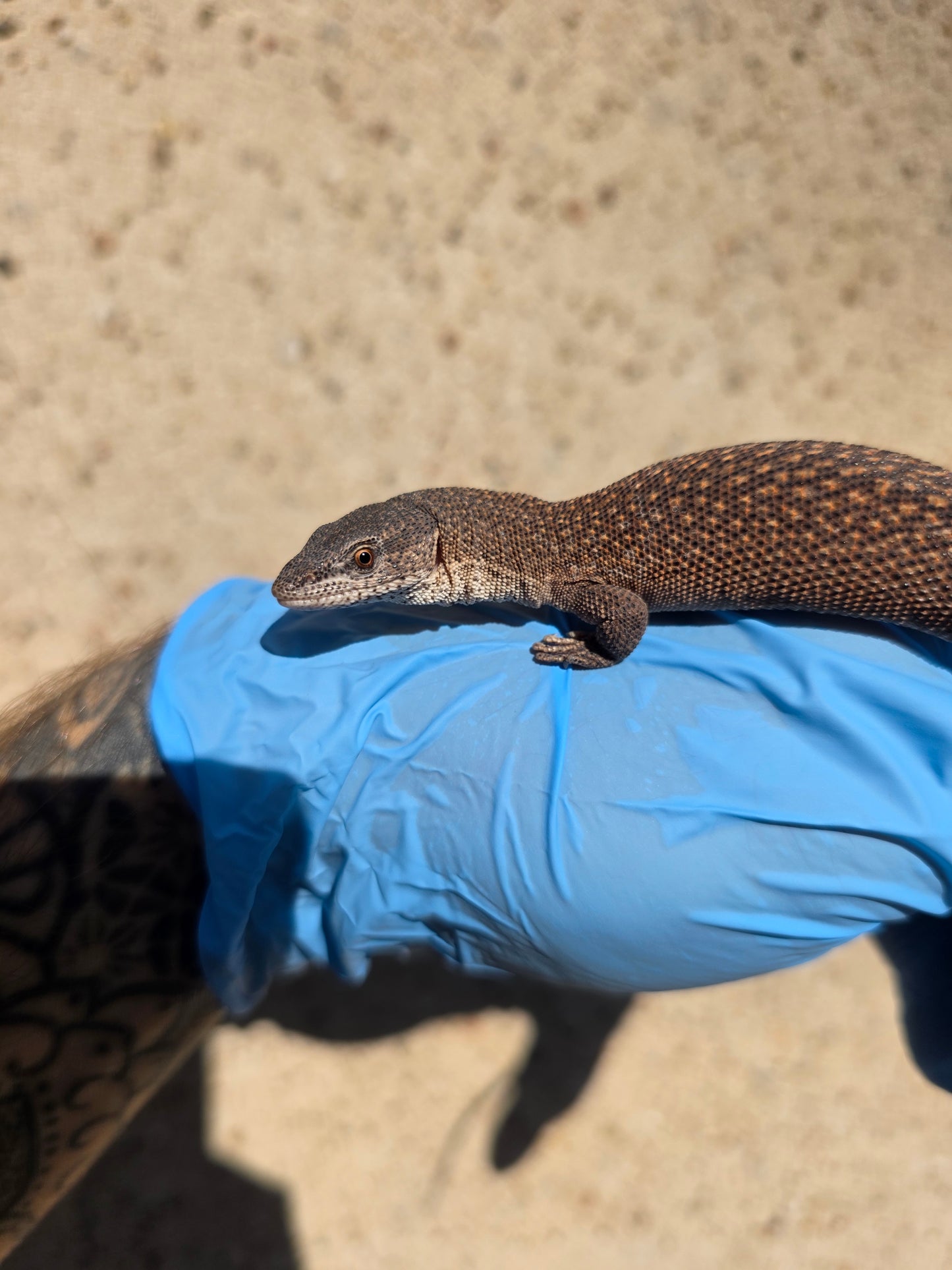Primo Zwergwaran / Varanus primordius