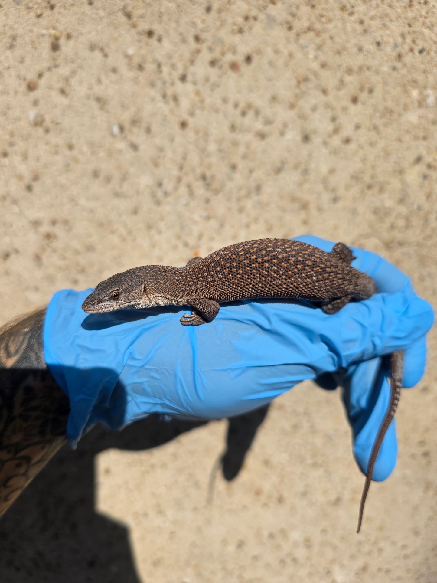 Primo Zwergwaran / Varanus primordius