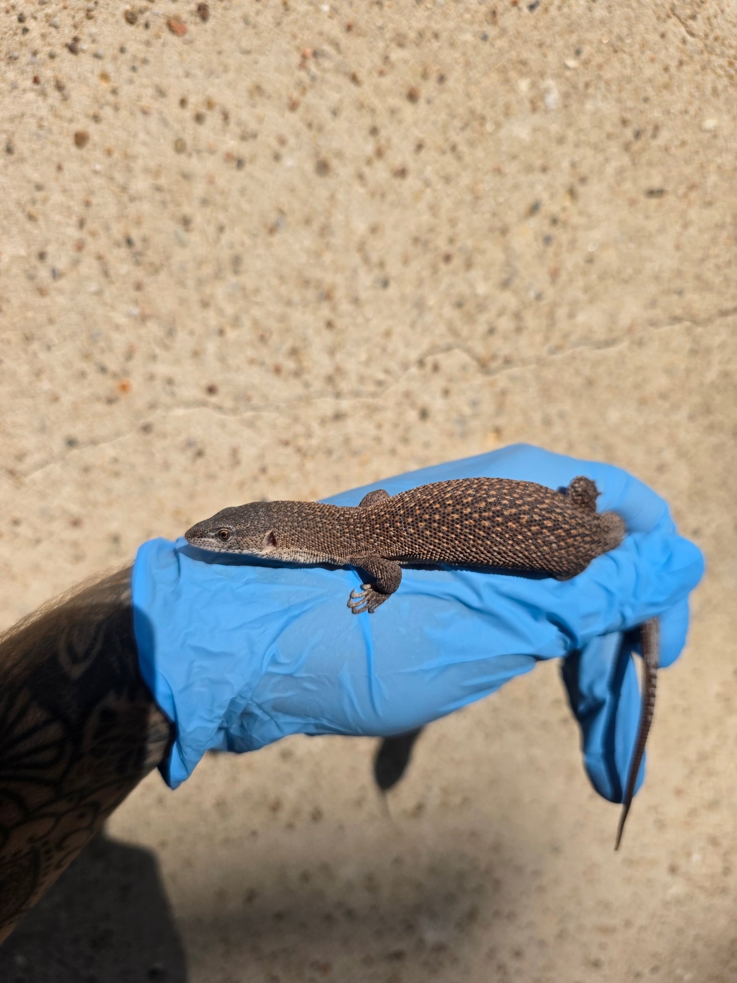 Primo Zwergwaran / Varanus primordius