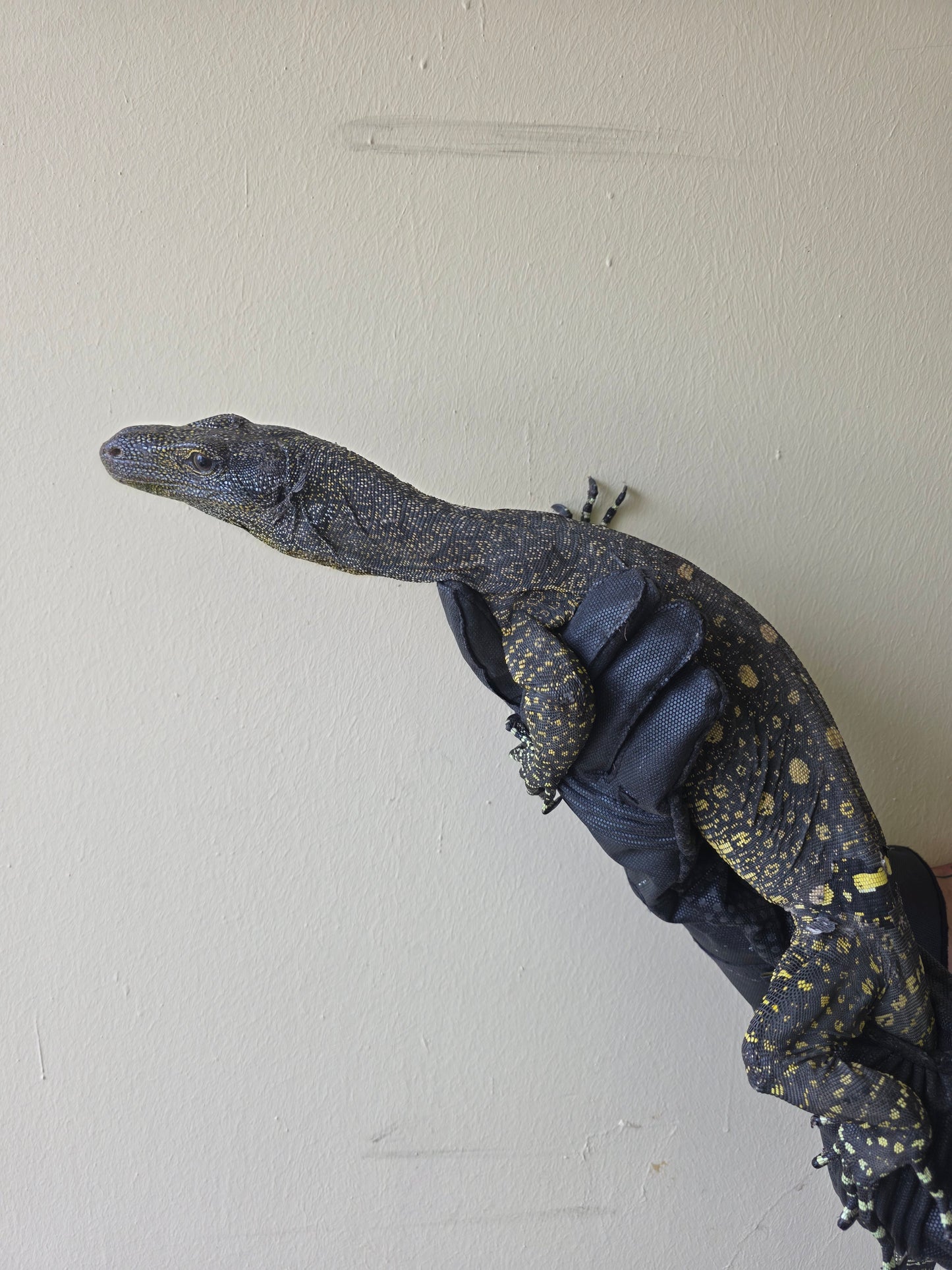 Papuawaran / Varanus salvadorii